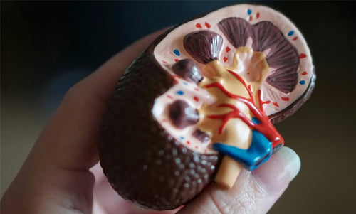 Masturbation and Kidney Health: Separating Myths from Facts